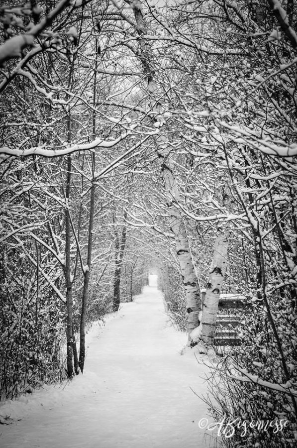 Marais aux Cerises, Magog